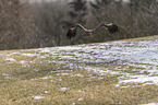 flying steppe eagle