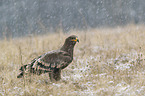 steppe eagle at wintertime