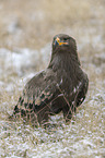 steppe eagle at wintertime