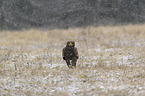 steppe eagle at wintertime