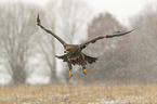 flying steppe eagle