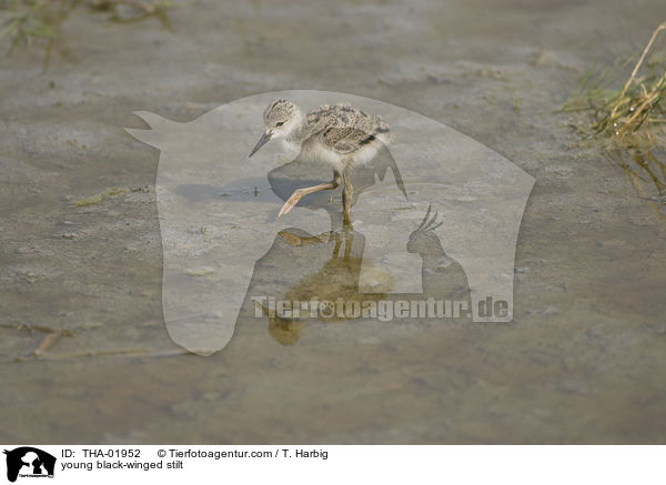 junger Stelzenlufer / young black-winged stilt / THA-01952