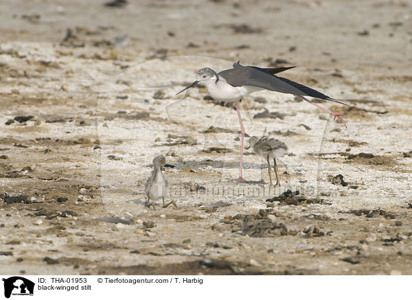 Stelzenlufer / black-winged stilt / THA-01953