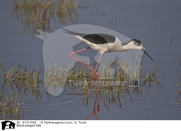 Stelzenlufer / Black-winged Stilt / AT-01309