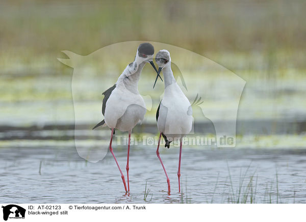 Stelzenlufer / black-winged stilt / AT-02123