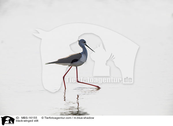 Stelzenlufer / black-winged stilt / MBS-16155