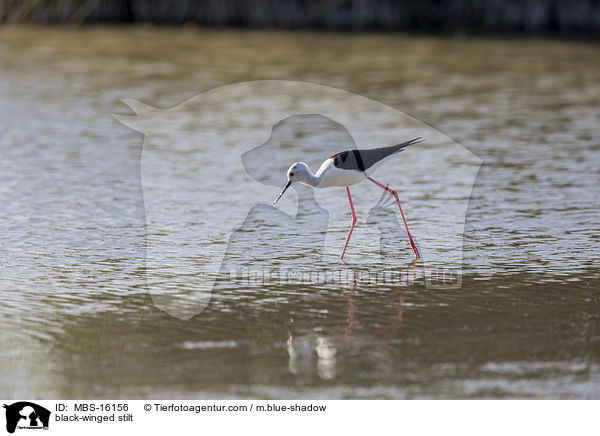 Stelzenlufer / black-winged stilt / MBS-16156