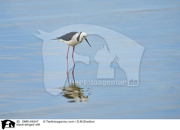 Stelzenlufer / black-winged stilt / DMS-09047