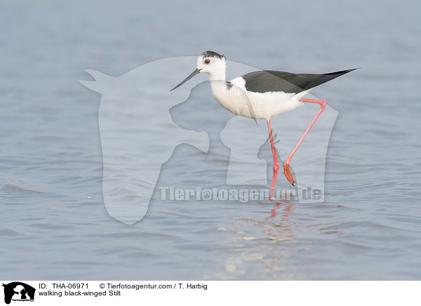 laufender Stelzenlufer / walking black-winged Stilt / THA-06971