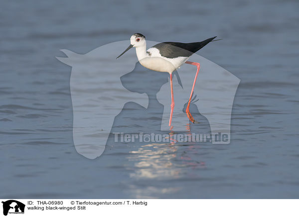 laufender Stelzenlufer / walking black-winged Stilt / THA-06980