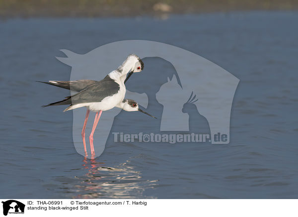 stehende Stelzenlufer / standing black-winged Stilt / THA-06991