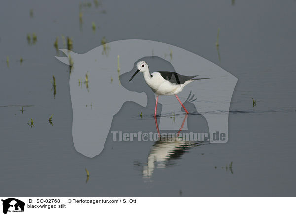 Stelzenlufer / black-winged stilt / SO-02768