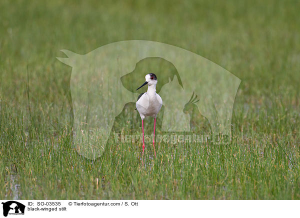 Stelzenlufer / black-winged stilt / SO-03535