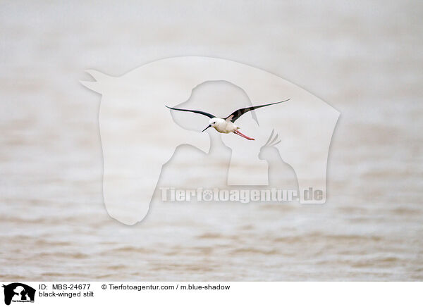 Stelzenlufer / black-winged stilt / MBS-24677