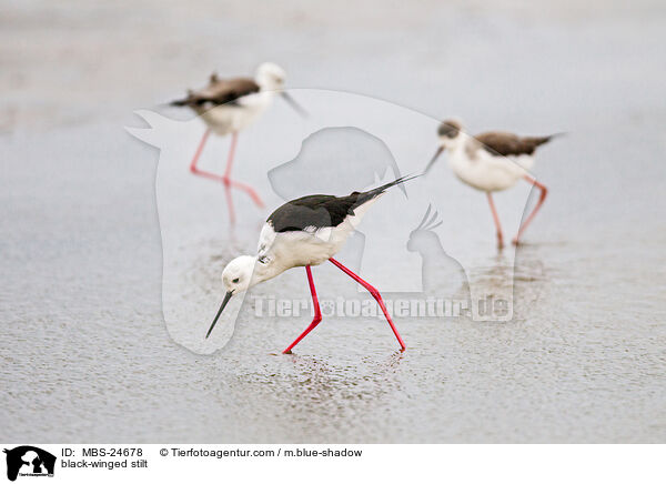 Stelzenlufer / black-winged stilt / MBS-24678