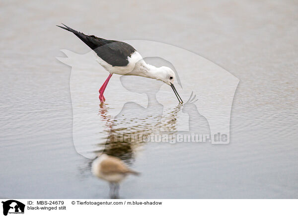 Stelzenlufer / black-winged stilt / MBS-24679