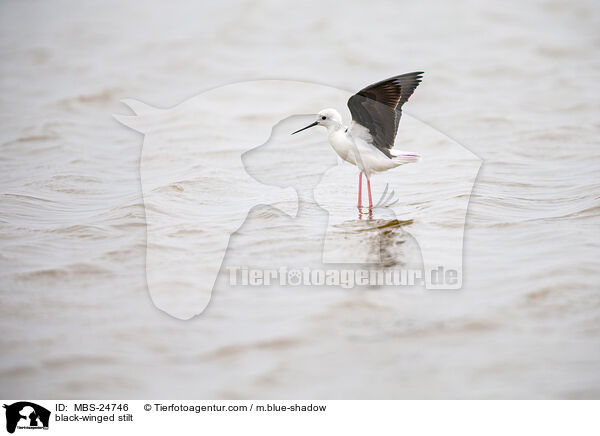 Stelzenlufer / black-winged stilt / MBS-24746