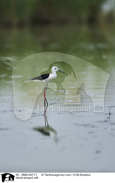 Stelzenlufer / black-winged stilt / DMS-09711