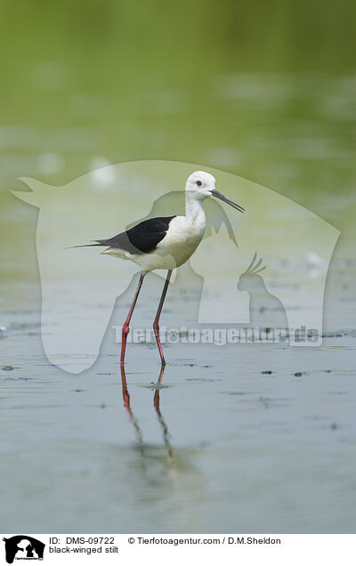 Stelzenlufer / black-winged stilt / DMS-09722