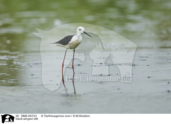 Stelzenlufer / black-winged stilt / DMS-09723