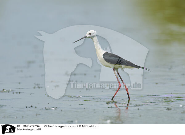 Stelzenlufer / black-winged stilt / DMS-09734