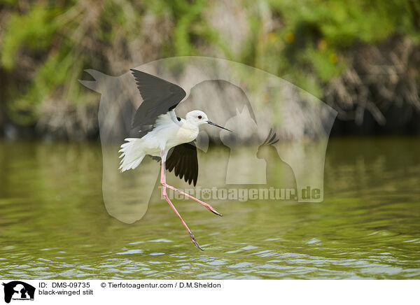 Stelzenlufer / black-winged stilt / DMS-09735