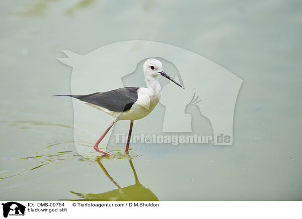 Stelzenlufer / black-winged stilt / DMS-09754