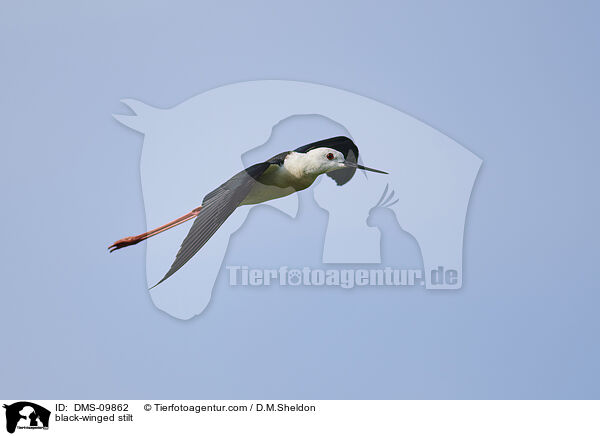 Stelzenlufer / black-winged stilt / DMS-09862