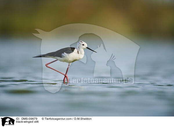 Stelzenlufer / black-winged stilt / DMS-09879