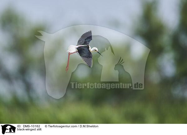 black-winged stilt / DMS-10162