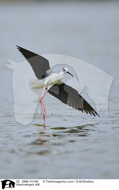 black-winged stilt / DMS-10168