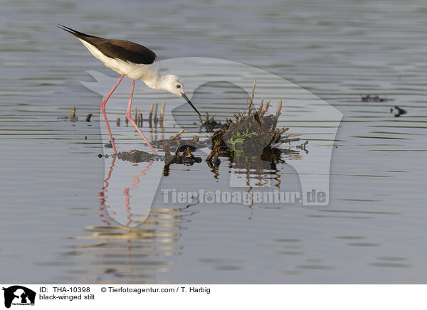 Stelzenlufer / black-winged stilt / THA-10398