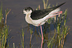 black-winged stilt