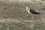 black-winged stilt