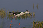 Black-winged Stilt