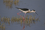 Black-winged Stilt