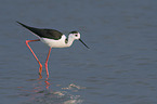 walking black-winged Stilt