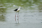 black-winged stilt