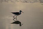 black-winged stilt