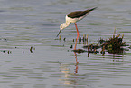 black-winged stilt