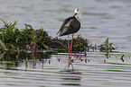 black-winged stilt