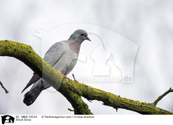 Stock Dove / MBS-16334