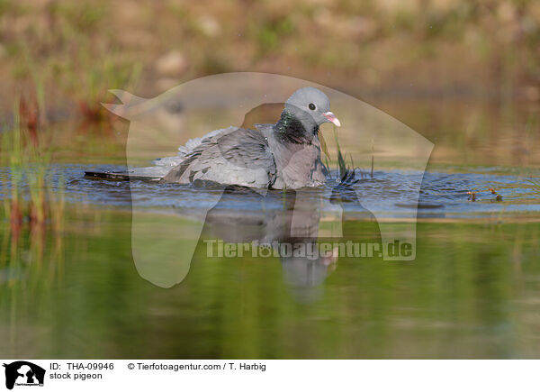 stock pigeon / THA-09946