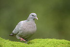 stock pigeon