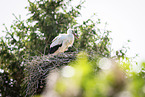 stork