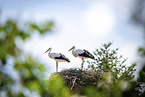 storks