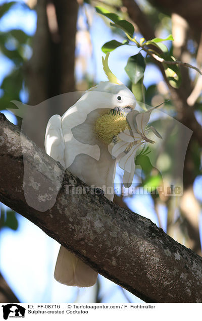 Gelbhaubenkakadu / Sulphur-crested Cockatoo / FF-08716