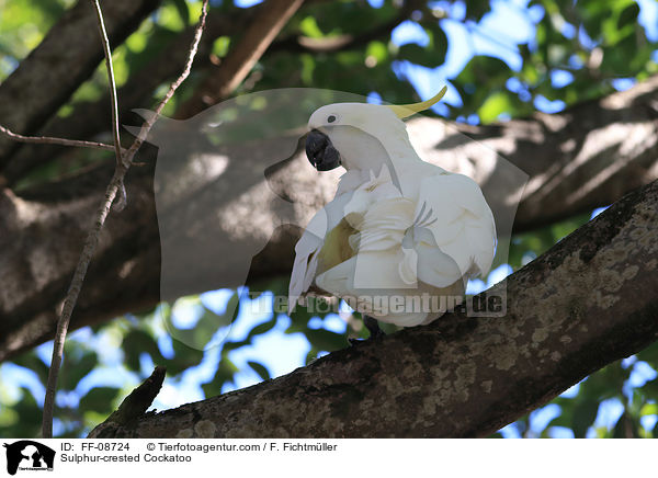 Gelbhaubenkakadu / Sulphur-crested Cockatoo / FF-08724