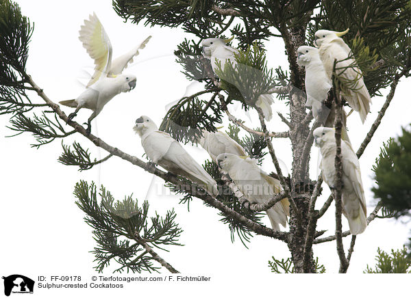 Sulphur-crested Cockatoos / FF-09178