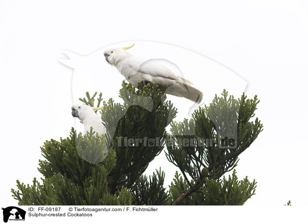 Gelbhaubenkakadus / Sulphur-crested Cockatoos / FF-09187